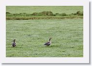 Greylag Geese