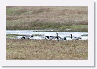 Barnacle Geese