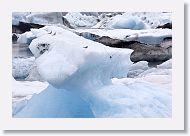 Arctic Tern