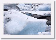 Arctic Tern