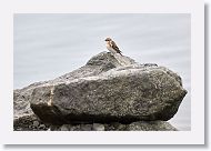 Snow Bunting