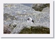 Snow Bunting