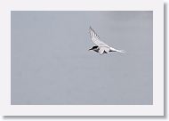 Arctic Tern