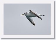 Black-headed Gull (moulting)