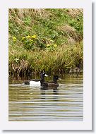 Tufted Ducks