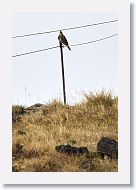 Fieldfare