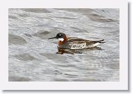 Red-necked Phalarope