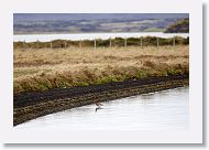 Black-tailed Godwit