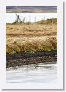 Black-tailed Godwit