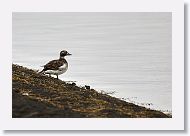 Long-tailed Duck