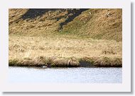 Eurasian Wigeon