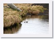 Red-necked Phalaropes