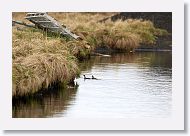 Red-necked Phalaropes