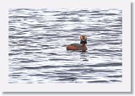 Horned Grebe