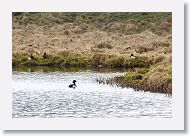 Tufted Ducks