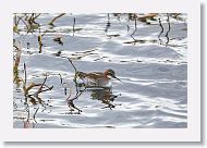 Red-necked Phalarope