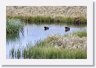 Horned Grebe