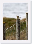 Fieldfare