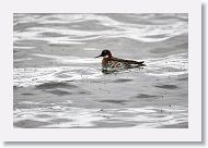 Red-necked Phalarope