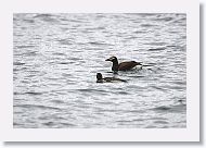 Long-tailed Ducks