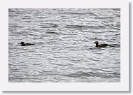 Long-tailed Ducks