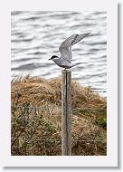 Arctic Tern