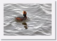 Horned Grebe