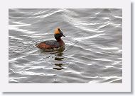 Horned Grebe