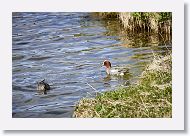 Eurasian Wigeon