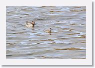 Green-winged Teal