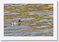 Green-winged Teal