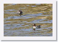 Green-winged Teal