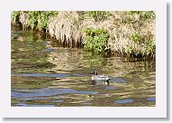 Green-winged Teal