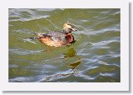 Horned Grebe