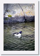 Barrow?s Goldeneye