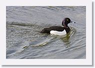 Tufted Duck