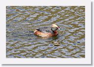 Horned Grebe