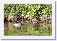 Red-breasted Merganser