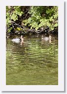 Red-breasted Merganser