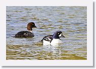 Barrow?s Goldeneye