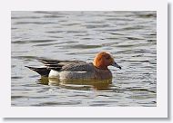 Eurasian Wigeon