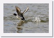 Tufted Duck