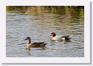 Eurasian Wigeon