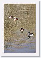 Horned Grebes with Tufted Ducks