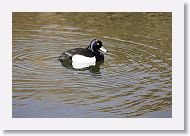 Tufted Duck