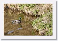 Mallard