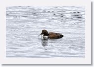 Common Eider in the harbor.