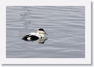 Common Eider in the harbor.