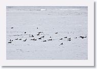 Atlantic Puffins