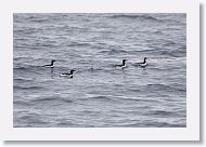 Common Murre